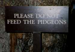 Sign--Pidgeons