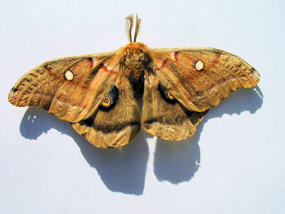 Polyphemus Moth