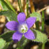 BluecupSierra5-11-07 (1).JPG (18857 bytes)