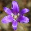 Elegant Brodiaea CU