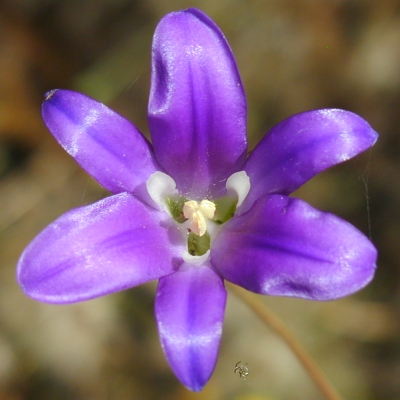 Glitter - Blue – Wildflowers