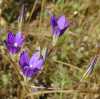 Elegant Brodiaea