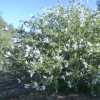 Deerbrush