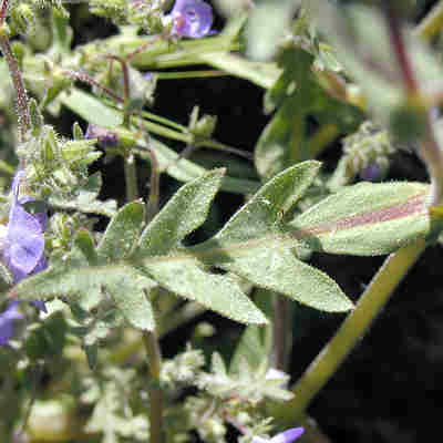 A List Of Spring Flowers Picture Canyon Flower