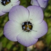 Bird's-Eye Gilia CU