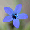 Blue False Gilia.jpg