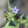 Blue False Gilia, Leaves.jpg