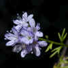 Foothill Gilia