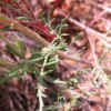 Foothill Gilia, Leaves