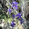 Foothill Larkspur CU