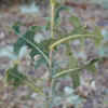 LettucePrickly,Leaves.jpg (13297 bytes)