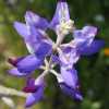 Silver Bush Lupine CU