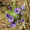 Downy Navarretia CU