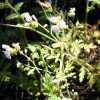 Common Phacelia