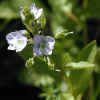 American Speedwell CU