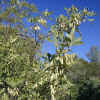 Foothill Ash, Leaves