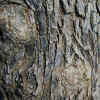 Foothill Ash, Bark