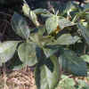 Foothill Ash, Leaves