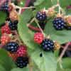 Himalayan Blackberry, Fruit