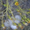 Shrubby Butterweed, Seeds