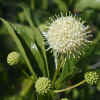 Buttonbush Flower