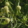 Buttonbush, Leaves, Seeds