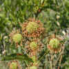 Buttonbush, Seed