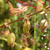 Sticky Chinese Houses, Seeds