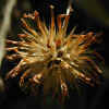 Clammy Clover, Seedhead