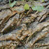 Fremont Cottonwood, Bark