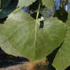 Fremont Cottonwood, Leaves