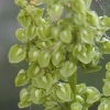 Curly Dock, Fresh Seeds