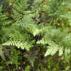 Bracken Fern