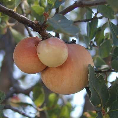 oak galls