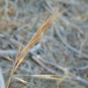 Brome Grass