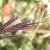 Brome Grass 2