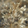 Shiver Grass CU