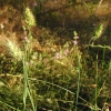 Unidentified Grass GB19 CU