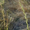 Italian Rye Grass CU
