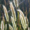 Rabbitsfoot Grass