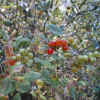 Chaparral Honeysuckle, Berries
