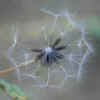 Prickly Lettuce,Seeds.jpg