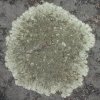 Unidentified Gray Lichen GB21