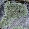 Unidentified Green Lichen GB12
