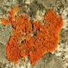 Unidentified Orange Lichen GB22