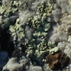 Unidentified Lichen on Quartz GB11