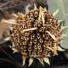 Hall's Mule Ears, Seed