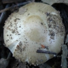Unidentified Mushroom GB13