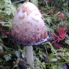 Unidentified Mushroom GB14