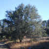 Sierra Live Oak